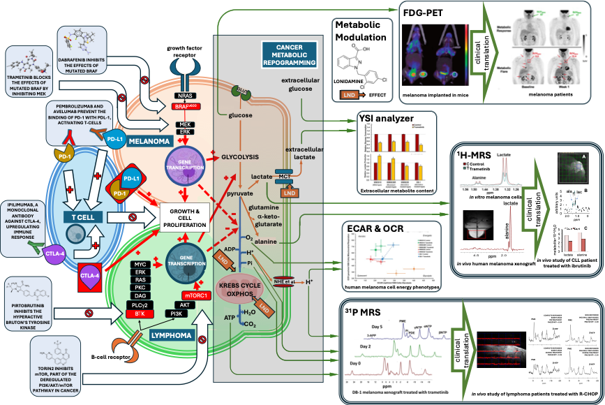 Laboratory of Molecular Imaging : Research Images about LND